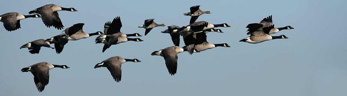 Canada geese in flight